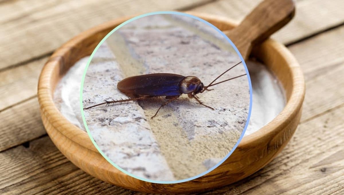Despídete de las cucarachas con esta fórmula casera a base de bicarbonato