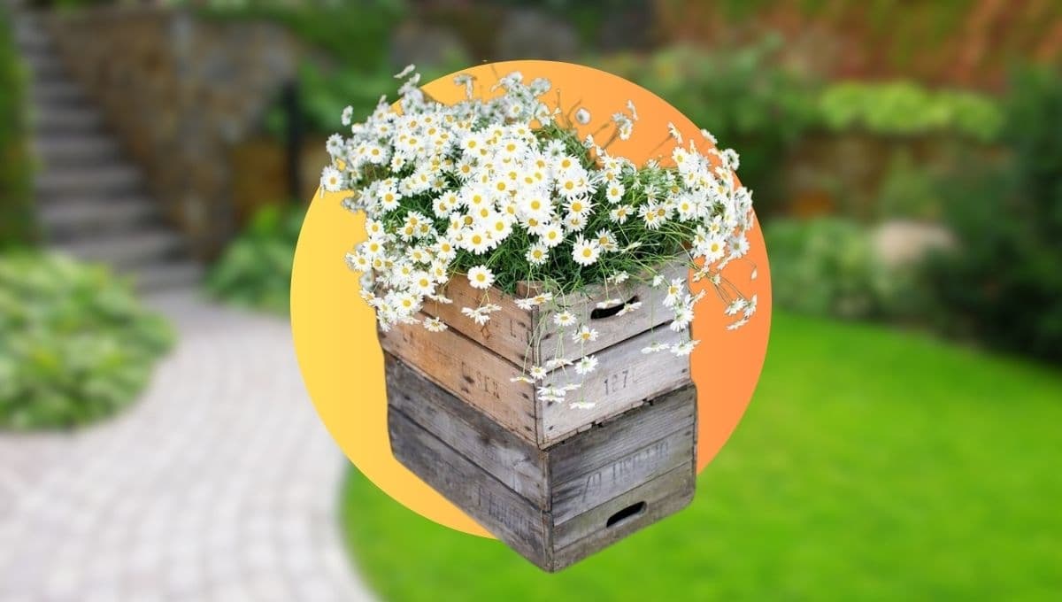 Jardín con cajas de madera: 4 ideas para tener tus plantas acomodadas y en buen estado