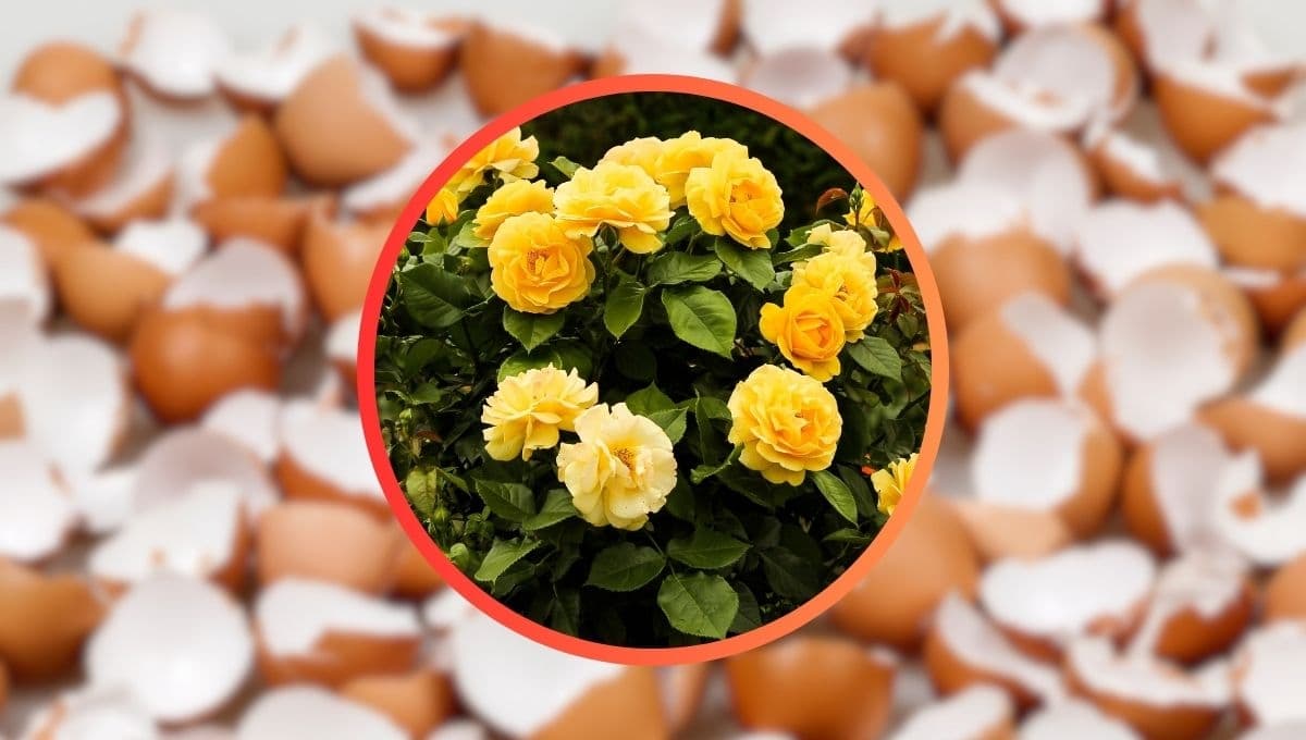 Devuelve la vitalidad y hermosura a tus rosales con este ingrediente de cocina