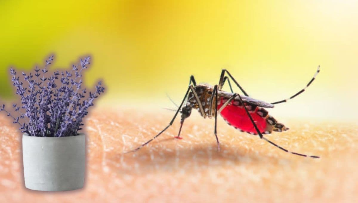 Las plantas que ayudan a repeler los mosquitos en temporada de calor