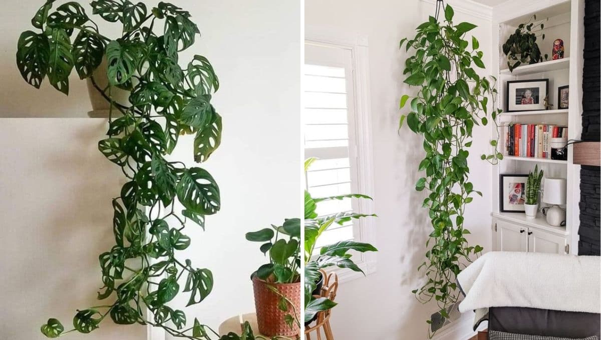 Plantas colgantes que reducen el calor dentro de la casa y refrescan