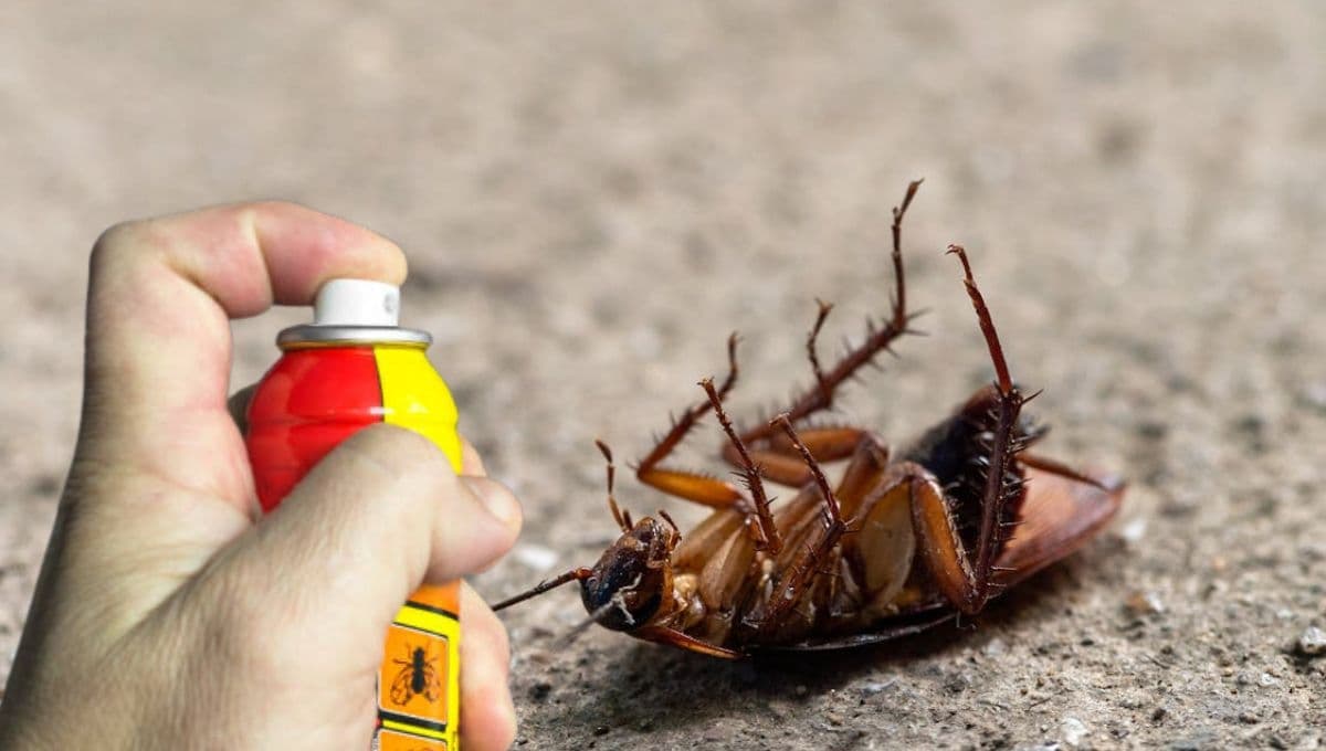 Este es el insecticida para matar las cucarachas gigantes que llegaron a México