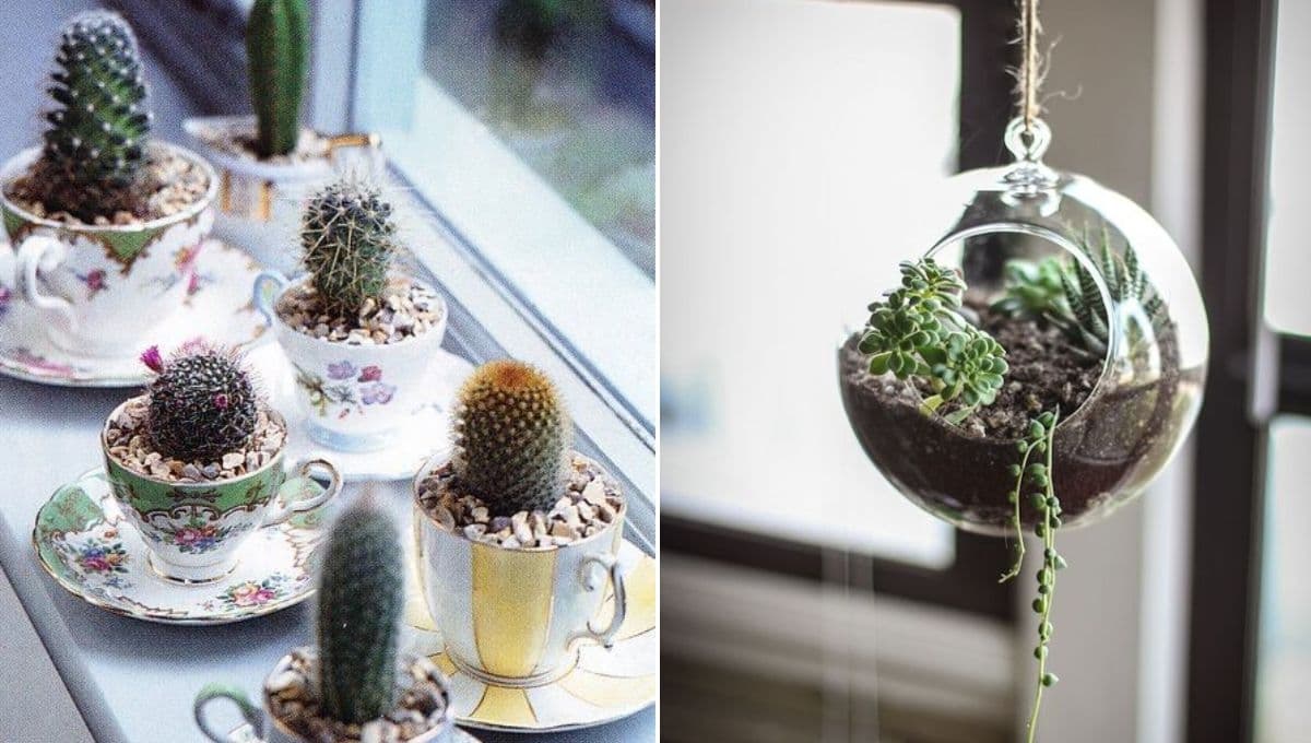 5 ideas de macetitas con suculentas para decorar la sala