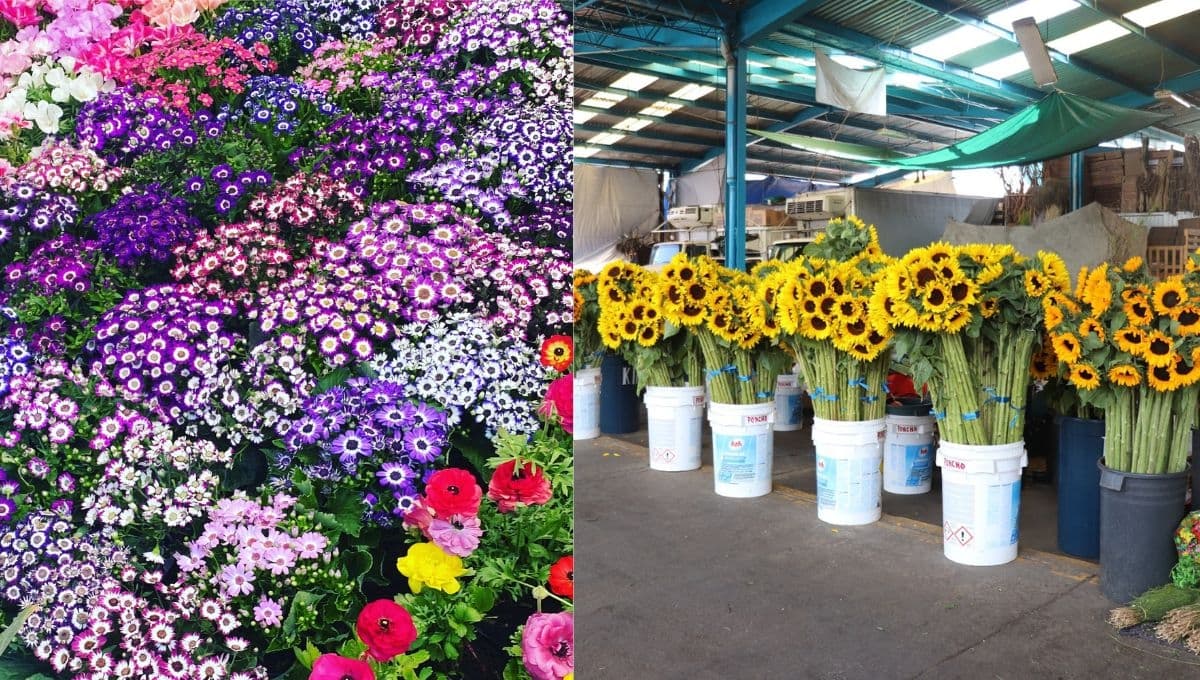 5 lugares para comprar plantas baratas en la CDMX