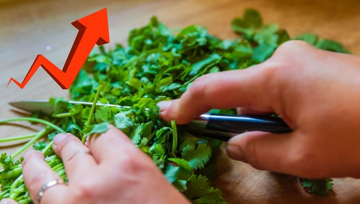 ¿Por qué subió el cilantro en México? Este es su precio por kilo