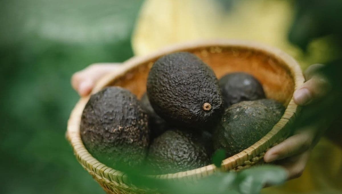 Precio del aguacate en Walmart y la Central de Abastos por kilo HOY 27 de junio
