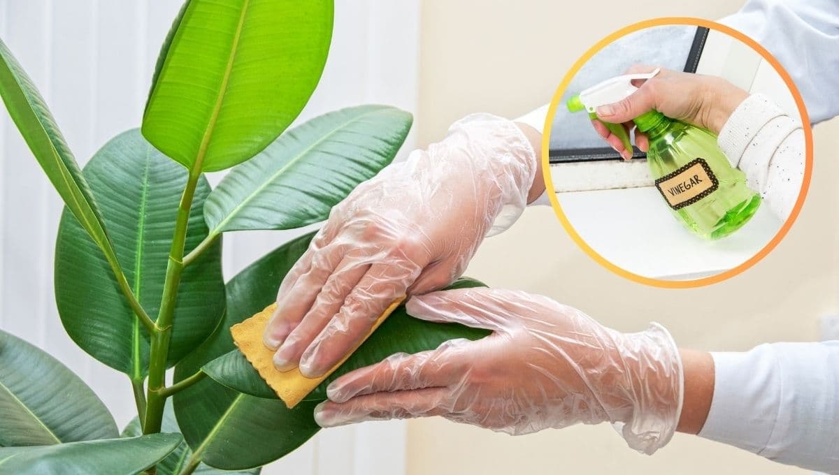 ¿Cómo limpiar las plantas con vinagre? El truco para que brillen y evitar plagas