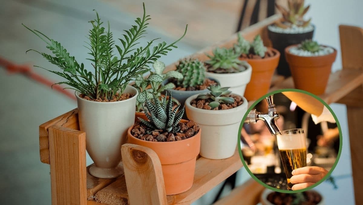 ¿Cómo limpiar plantas con cerveza y que luzcan relucientes?