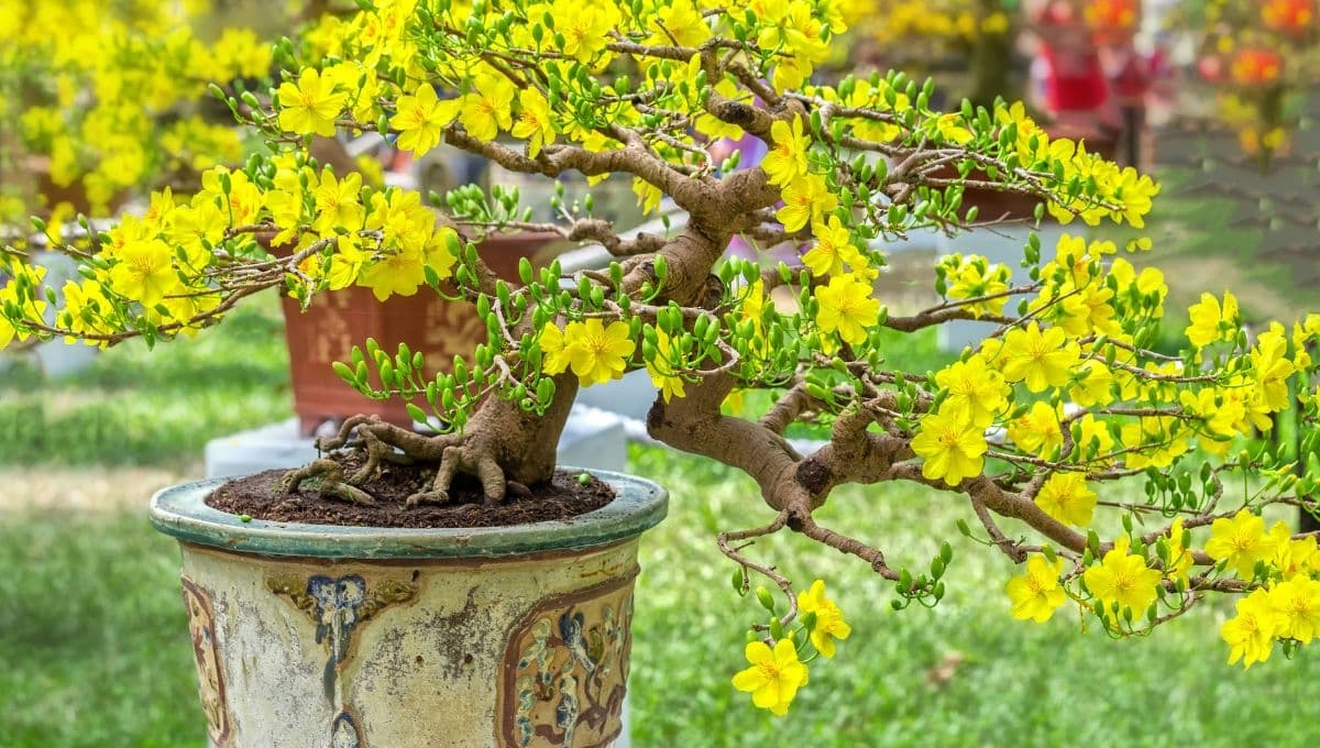 Así es como puedes plantar un árbol de durazno en maceta