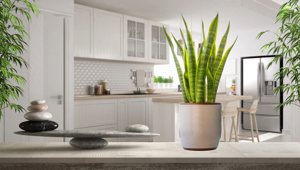 ¿Dónde poner la planta lengua de suegra según el Feng Shui?