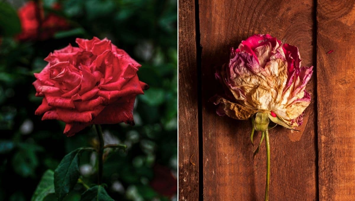 ¿Que significa cuando una rosa se marchita rápido?