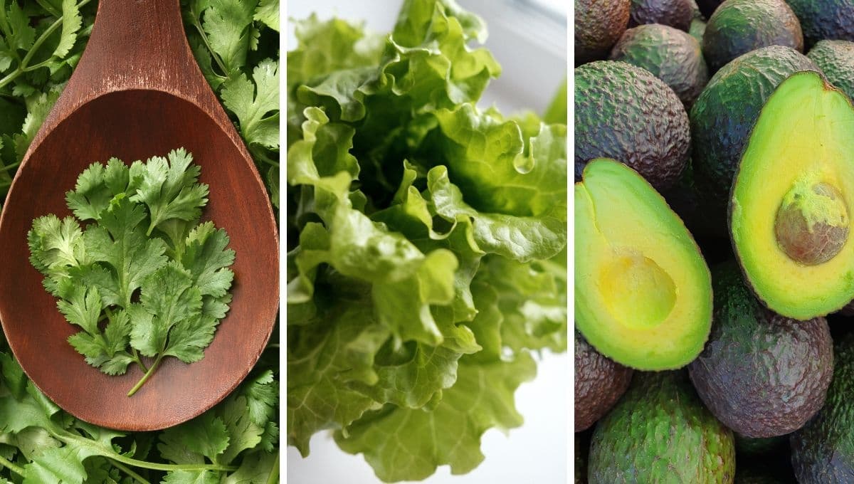 Precio del aguacate, cilantro y lechuga HOY 29 de julio en Walmart y la Central de Abastos