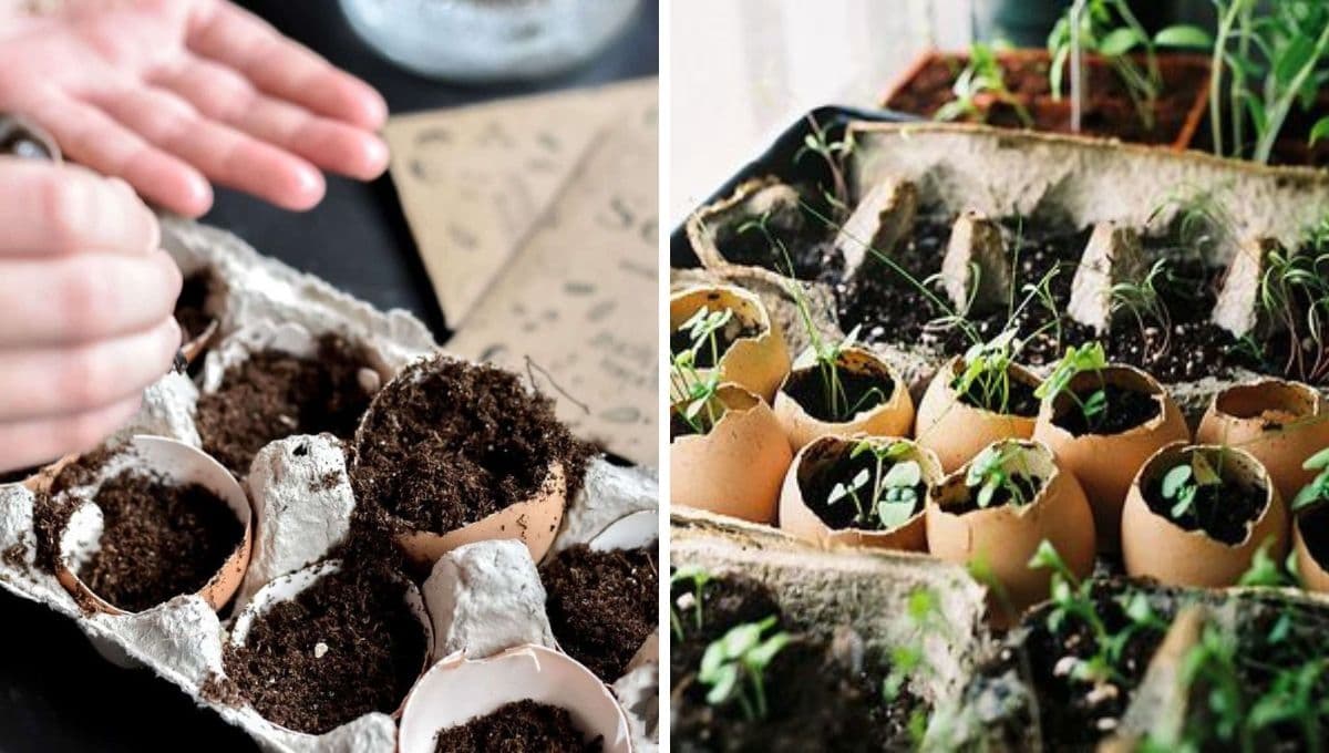 DIY: reusa los cartones de huevos para tener plantas pequeñas al interior de tu casa