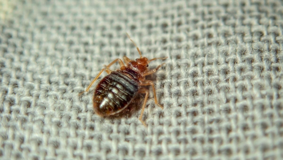 Encontré una chinche en mi ropa, ¿qué hago?