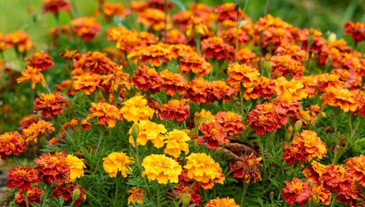 4 consejos para cuidar tu flor de cempasúchil en macetas