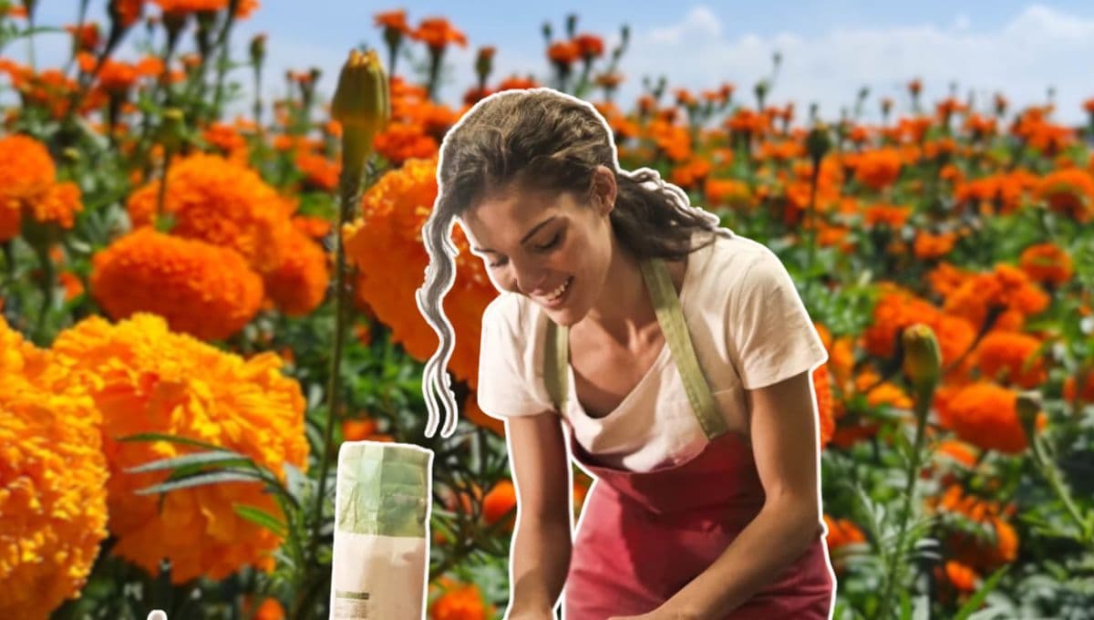 ¡No tires el cempasúchil de tu ofrenda! Mejor haz estos 3 platillos deliciosos y sencillos
