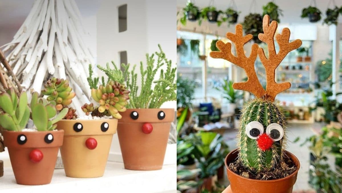 Plantas: 5 ideas de macetas navideñas para adornar esta temporada