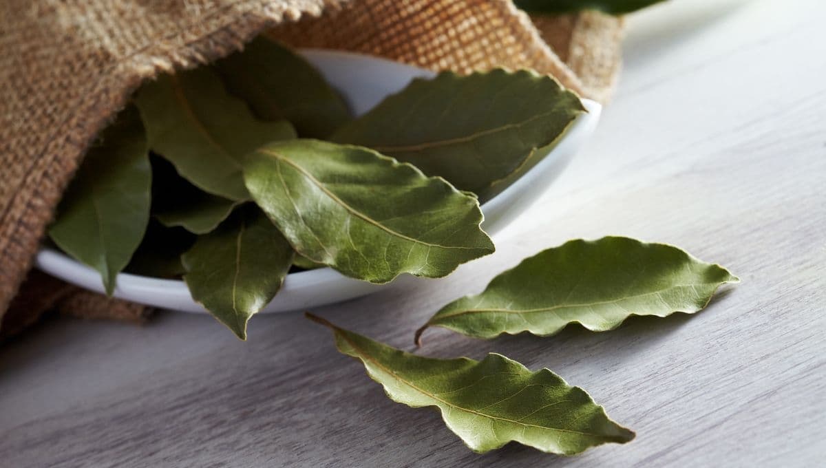 ¿Hojas de laurel en la lavadora? El popular uso para olvidarte de los malos olores