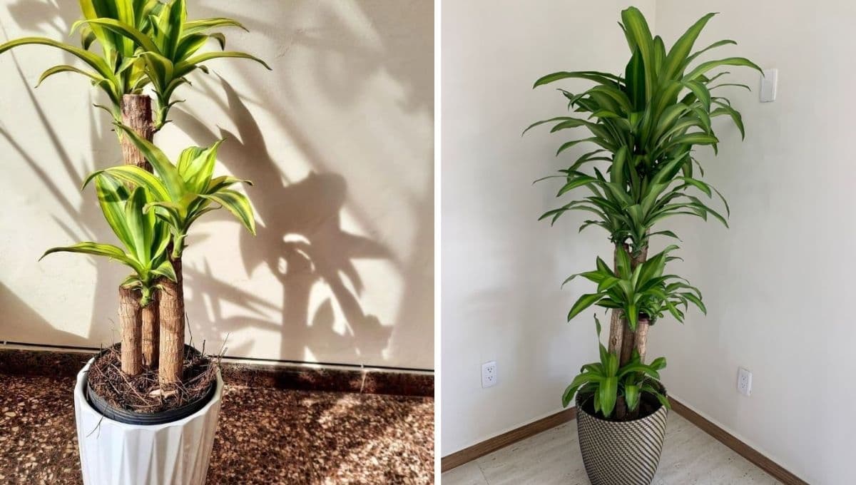 Palo de Brasil, la planta para mantener fresca tu casa y que atrae la buena suerte