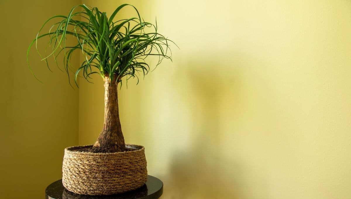 Si tienes estas plantas en casa, podrías recibir una multa de 2 mil pesos