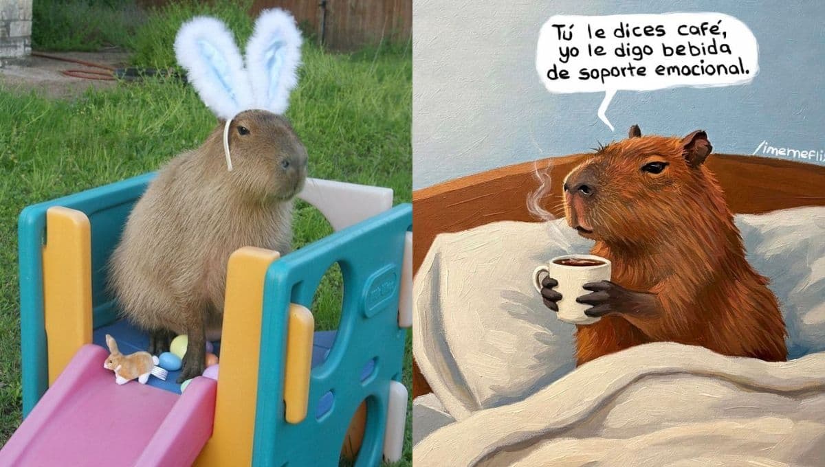 Frases bonitas con imágenes de capibaras para enviar por mensaje