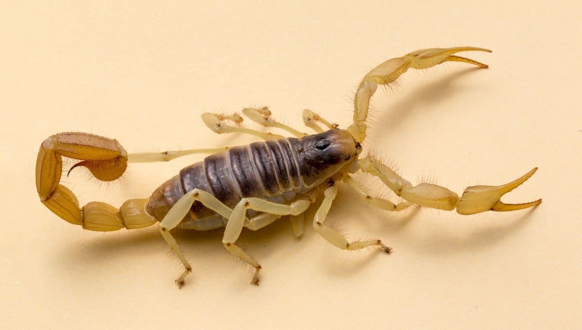 ¿Cómo acabar con los alacranes en mi casa?