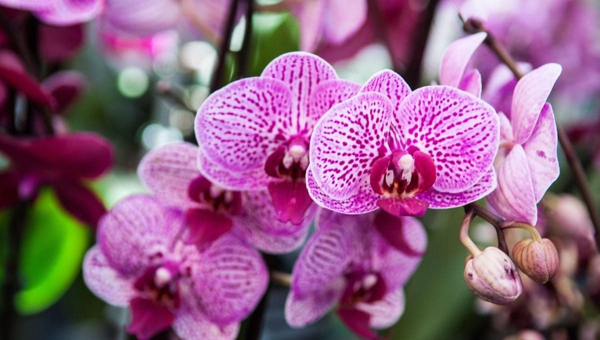 Exposición de Orquídeas en CDMX: cuándo, dónde y qué plantas venderán