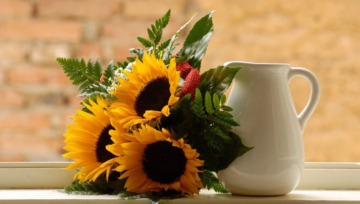 Girasoles en maceta: cómo cuidarlos para tener un patio bonito
