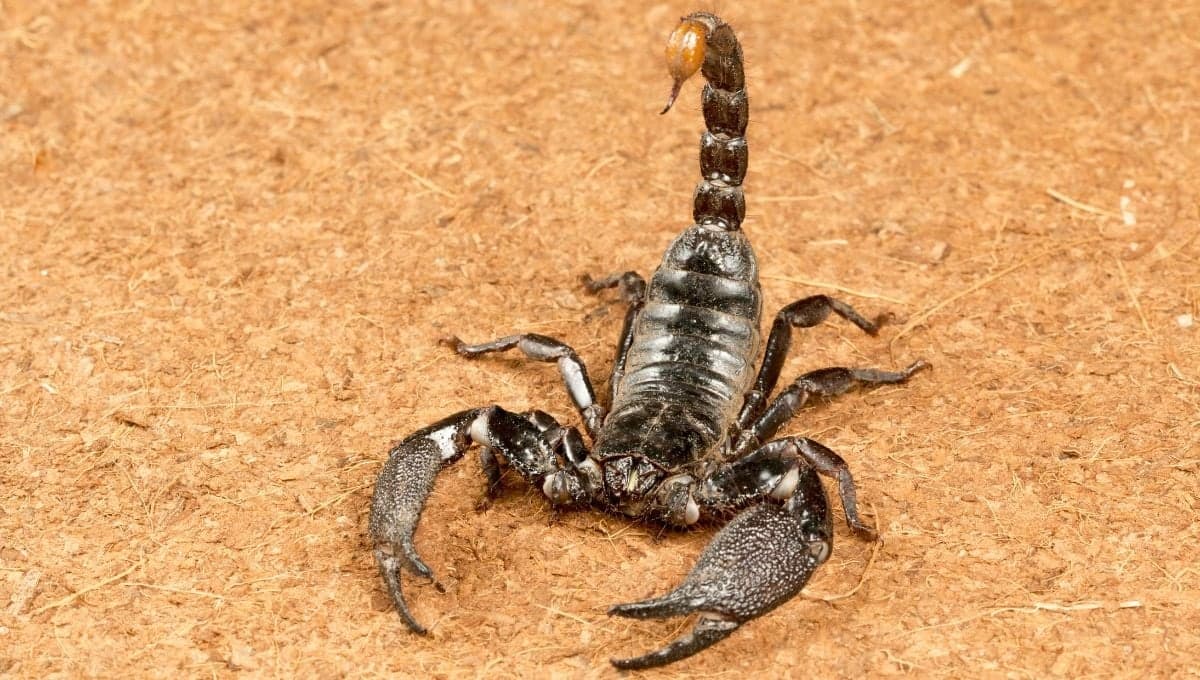 ¿Cómo saber si los alacranes son venenosos?