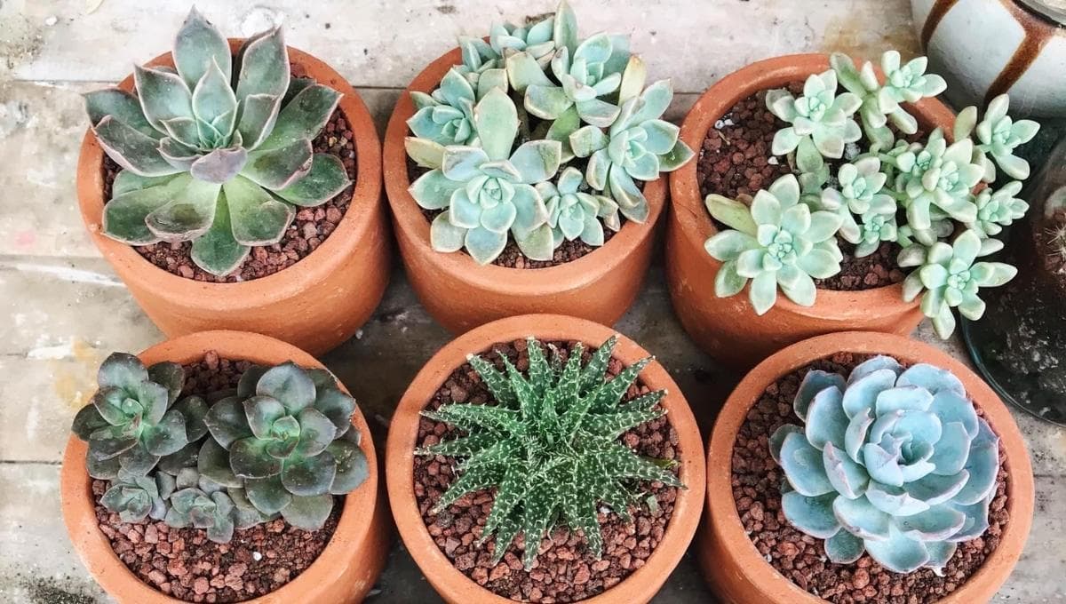 Todo sobre el Plant Fest 2025