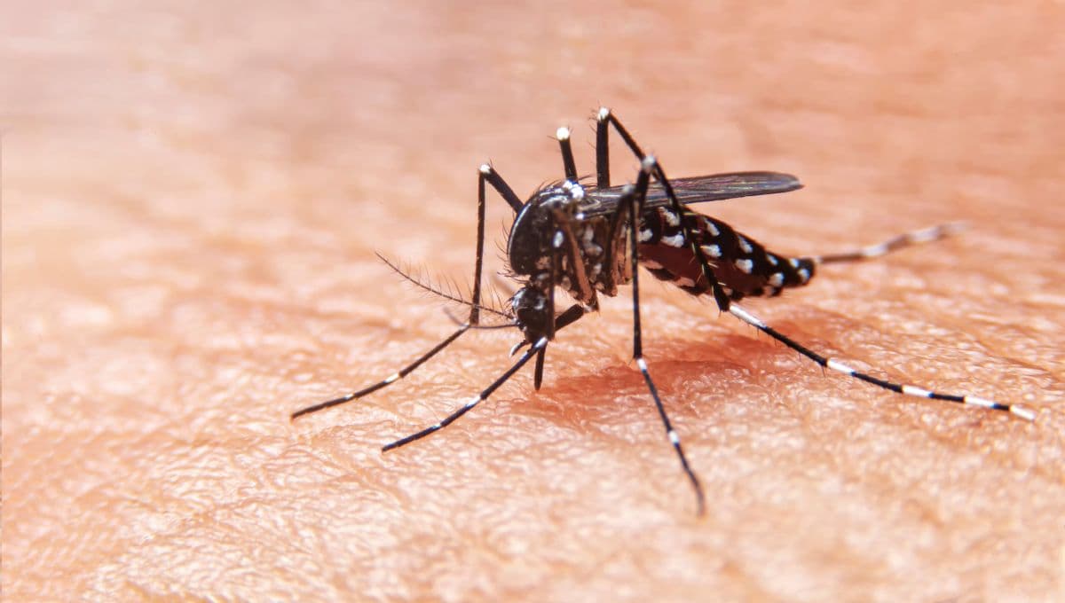 temporada de dengue por plaga de mosquitos