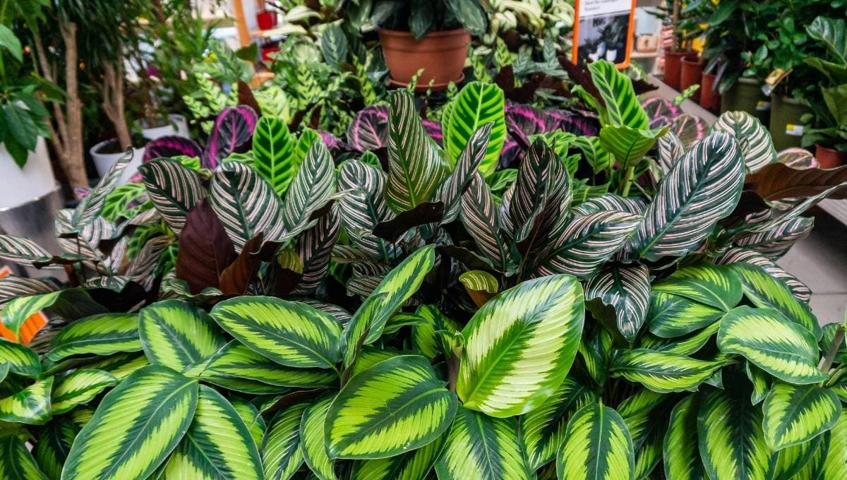 Conoce todo de Casa Botánica en CDMX, el bazar de plantas