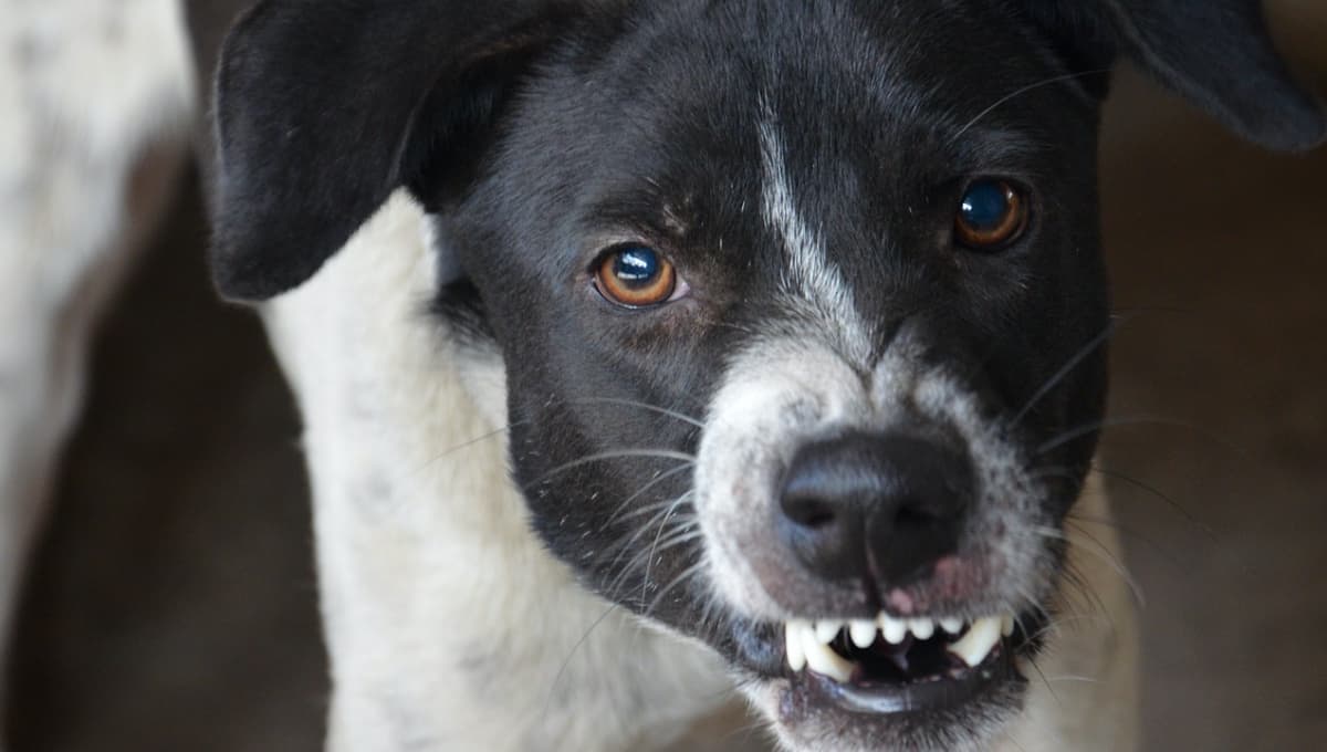 ¿Qué es un etólogo y cómo puede ayudar a tu mascota?