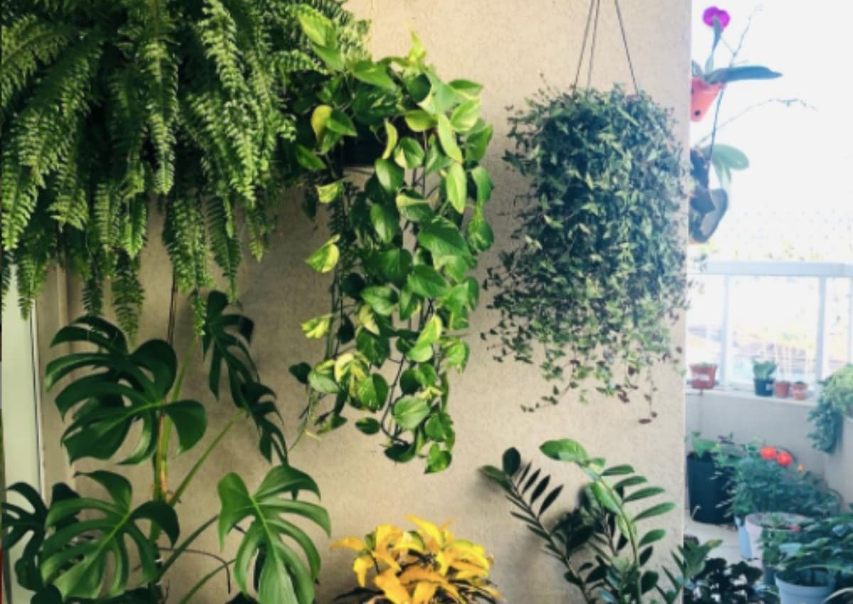 6 Trucos para proteger y cuidar tus plantas cuando te vas de vacaciones