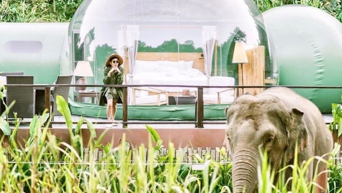 Puedes dormir con elefantes bajo las estrellas en una burbuja de la selva de Tailandia