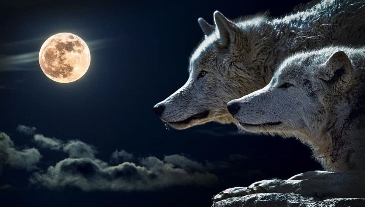 Luna de lobos 2022: ritual para atraer la abundancia durante la primera Luna llena del año