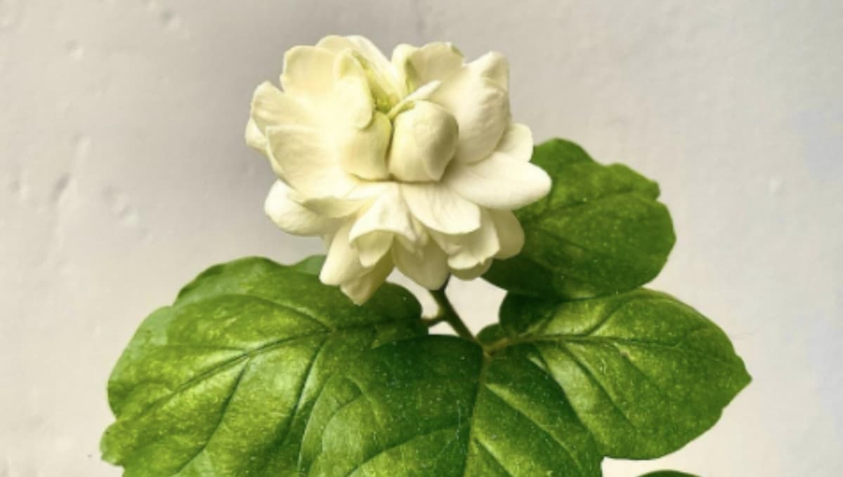 6 Plantas de interior que te ayudarán a reducir el estrés y aumentar tu productividad
