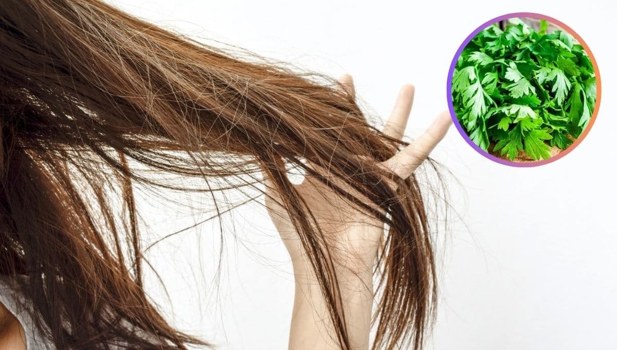 ¿Cómo usar perejil para el cabello? El ingrediente para hacerlo crecer fuerte y sano
