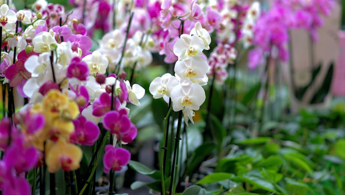 ¿Cuándo y dónde es la exposición Orquídeas y sus polinizadores?